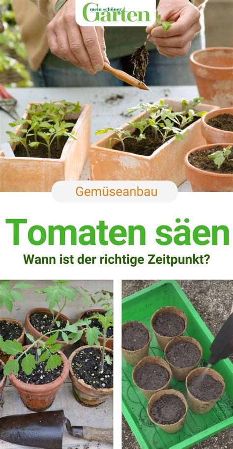 Tomaten S En Wann Ist Der Beste Zeitpunkt Succulents Garden Plants