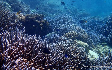 Snorkeling in Anse Soleil, Mahé Island | Snorkeling in Seychelles