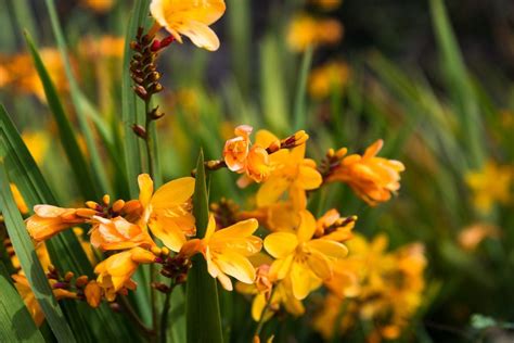 Freesia Plant Problems - Common Problems With Freesias In The Garden