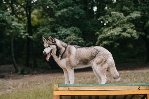 Siberian Husky im Rassenporträt mit Bildern Informationen