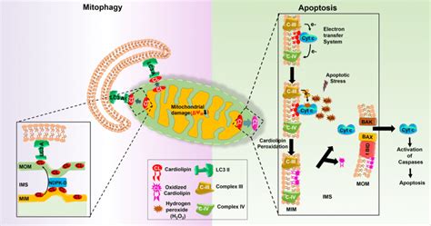 Multifunctional Role Of Cardiolipin In Regulating Mitophagy And