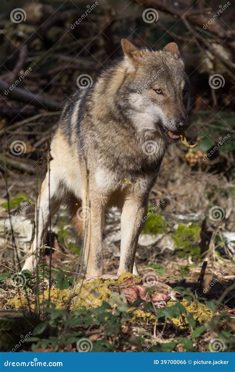 Timber Wolf With Prey Stock Photo - Image: 39700066