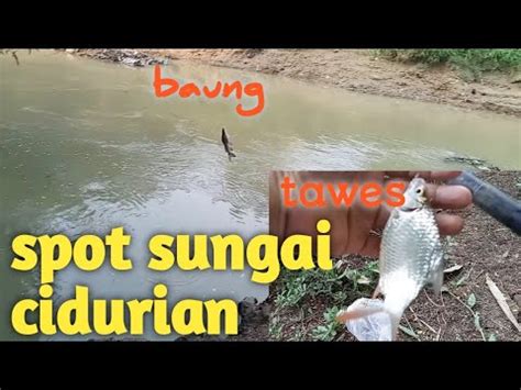 Penghuni Nya Baung Dan Tawes Sungai Cidurian Youtube