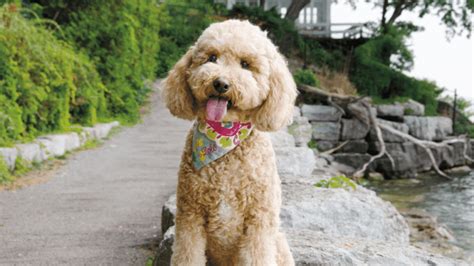 104 Cockapoo Names: Popular Dog Names For Cocker Spaniels - Alpha Pets UK