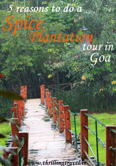 5 Reasons To Do A Spice Plantation Tour In Goa Thrilling Travel