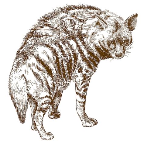 Premium Vector Engraving Illustration Of Hyena