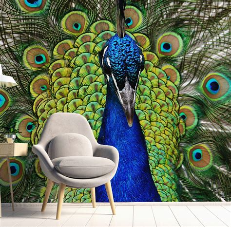 Peacock Wallpaper, Peacock Mural, Bird Wallpaper, Bird Mural, Removable ...