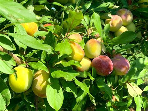 Johnsons Orchard Lyh Lynchburg Tourism