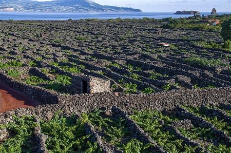 Governo dos Açores investe 7 7 ME em infraestruturas agrícolas até