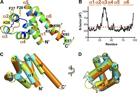 Figure From Structure Of The Absent In Melanoma Aim Pyrin Domain