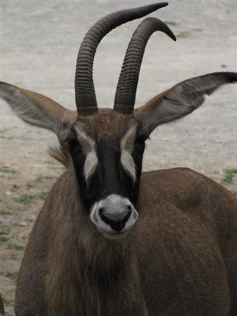 Roan Antelope 012 by animalphotos on DeviantArt