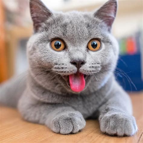 Create Meme British Cat Funny Cat British Shorthair Pictures