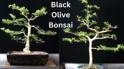 Black Olive Bonsai Trees Both My Bucida Spinosa And Buceras Bucida