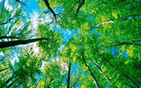 Green Trees Blue Sky Hd Wallpaper