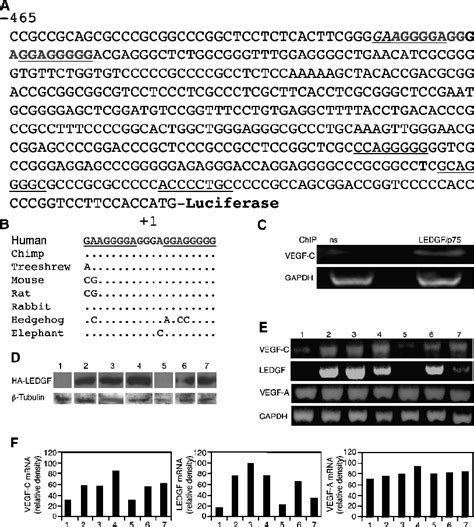 The Vegf C Gene Contains Putative Ledgf P Binding Sites A