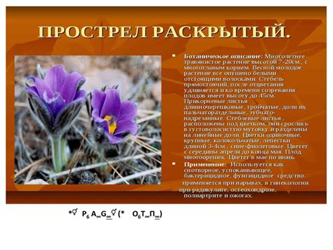 Лютиковые. Живокость высокая - online presentation