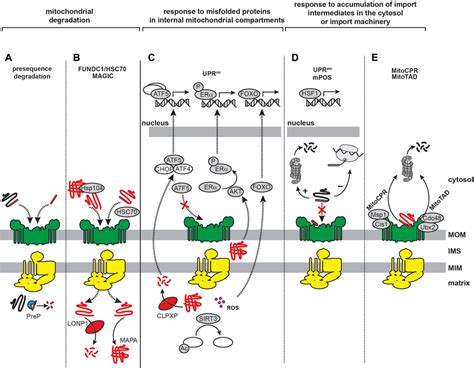 Frontiers Interactions Of Amyloidogenic Proteins With Mitochondrial