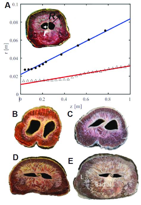 Elephant trunk anatomy. a) The relationship between radius of trunk and ...