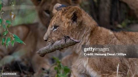 Kissing Lion Photos And Premium High Res Pictures Getty Images