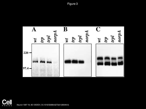 Requirement For The Pdz Domain Protein Inad For Localization Of The