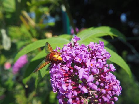 Fliege Insekt Garten Kostenloses Foto Auf Pixabay Pixabay