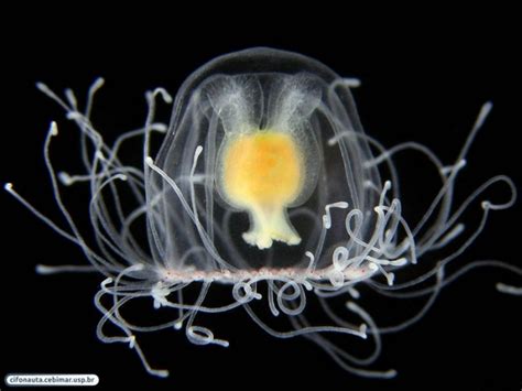 Turritopsis Nutricula Jellyfish Of The Crystal Coast Of North Carolina