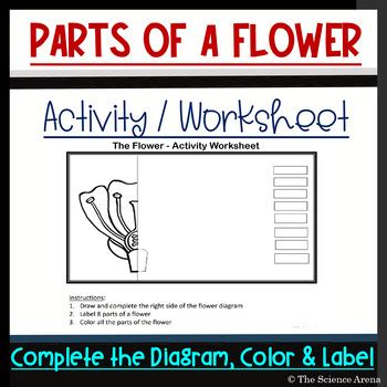 The Flower (Parts) Activity / Worksheet Complete the Diagram Color and ...