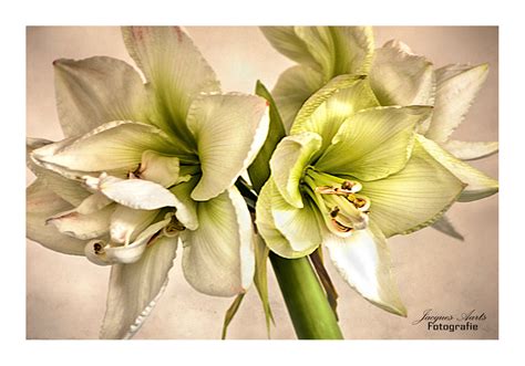 White Amaryllis on Behance