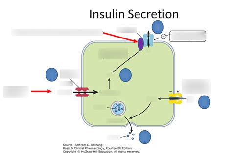 Insulin Secretion Diagram Quizlet