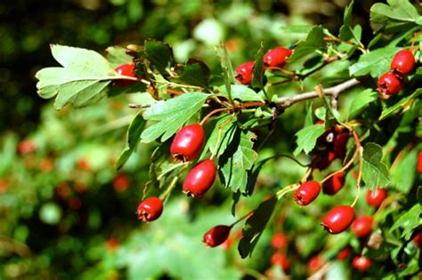 Hawthorn Zaarour Liqueur Food Heritage Foundation