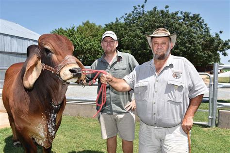 Brahman Cattle / Why Brahman Cattle B R Cutrer Inc Hungerford Texas ...