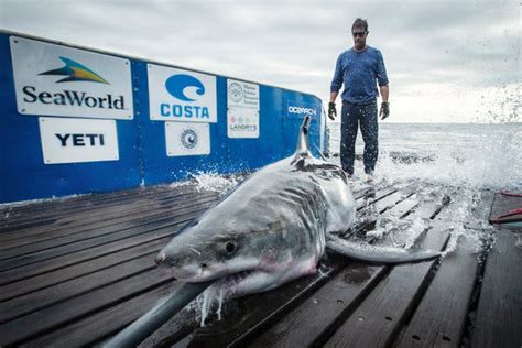 Beached Great White Shark