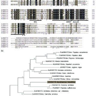 Sequence Analysis And Phylogenetic Analysis Of Mfwrky A Multiple