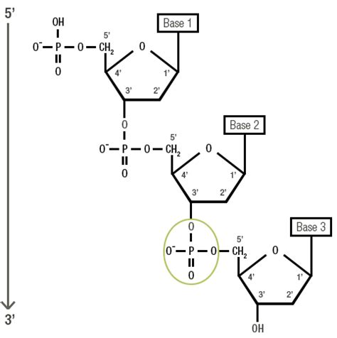 Phosphodiester Bond In Dna