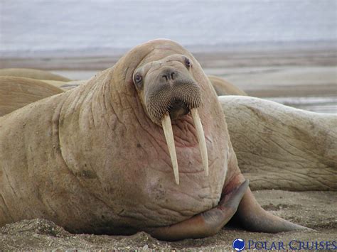 Walrus Flickr Photo Sharing