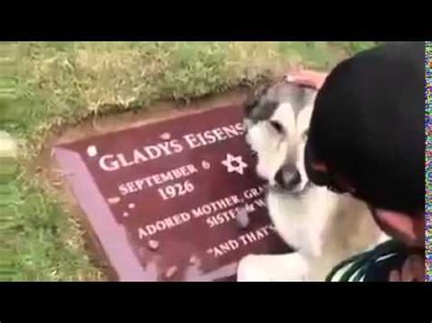 Un Chien Qui Pleur A Cause De Son Maitre Qui Est Mort YouTube