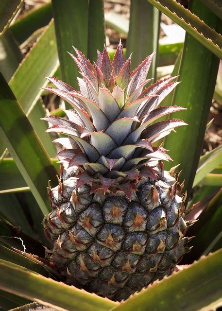 Ananas Frukt Ark Pina Gratis Foto P Pixabay Pixabay