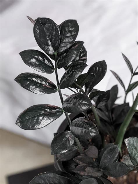 How To Care For The Stunning Raven Zz Plant And How To Propagate It