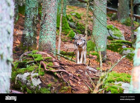 The Wolf Canis Lupus Also Known As The Gray Or Grey Wolf In Natural