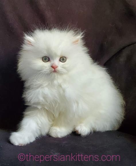 Local Persian Kittens For Sale Lupon Gov Ph