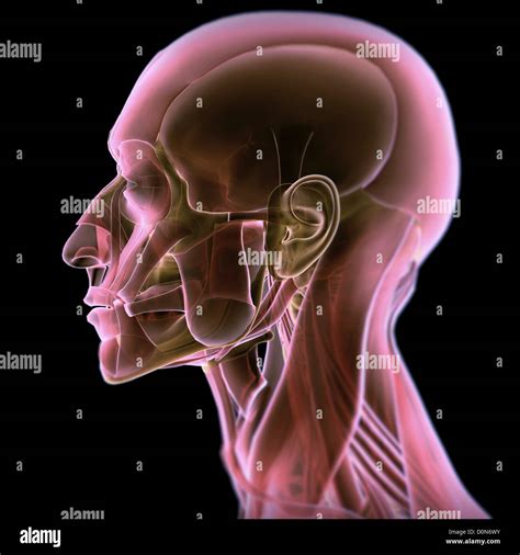 Side view of the anatomy of the head Stock Photo - Alamy