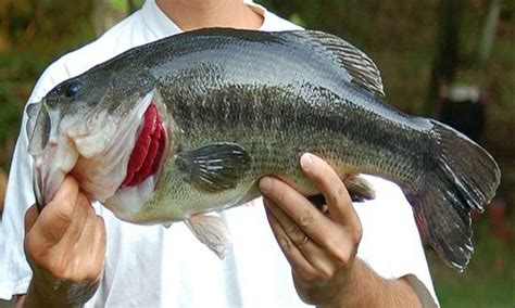 Spotted Bass Versus Largemouth Bass Everything You Need To Know