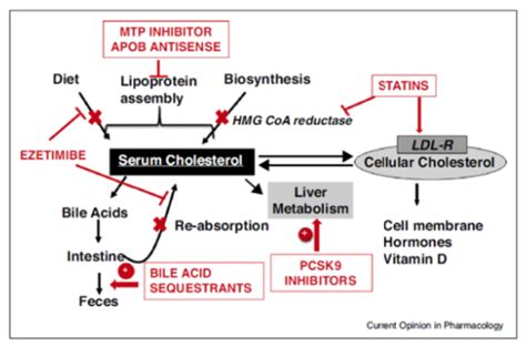 Lipid Lowering Drugs Flashcards Quizlet