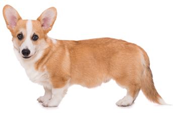 Welsh Corgi Cardigan Tout Savoir Sur Cette Race De Chien