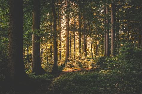 Royalty Free Photo Green Trees With Green Grasses Pickpik