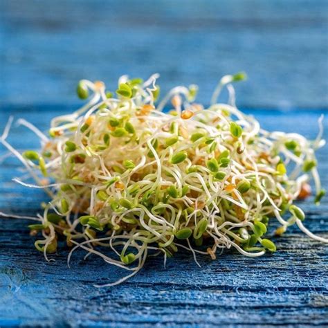 How To Sprout Red Clover Seeds Seedmart Blog