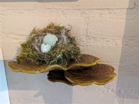 3D Printed Wall Shelf Ostrea Fungus Made With Bambu Lab X1 CarbonCults