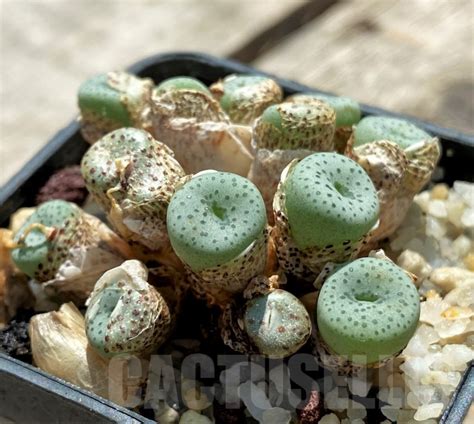 SHPR11486 Conophytum Wettsteinii Ssp Fragile Cactus Online