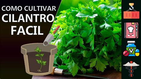 Como Cultivar Cilantro Muy F Cil Youtube