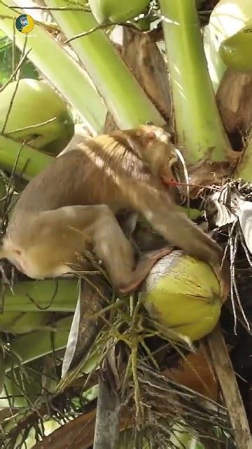 এই বানরের বুদ্ধি দেখে অবাক হবেন 😱 তারা নারিকেল ভাঙতে ওস্তাদ Shorts